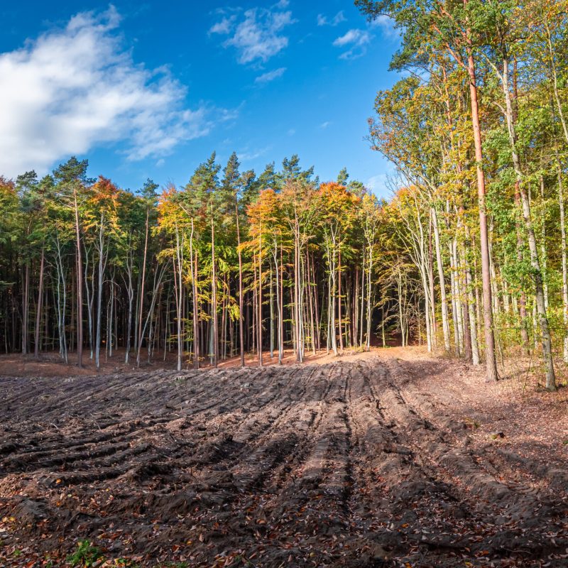 Amazing and brown autumn in the forest, Poland